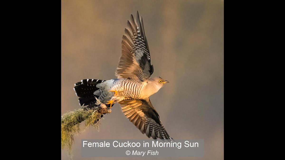 Female Cuckoo in Morning Sun